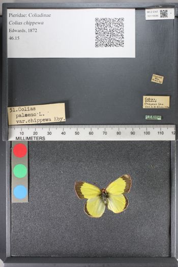 Media type: image;   Entomology 119596